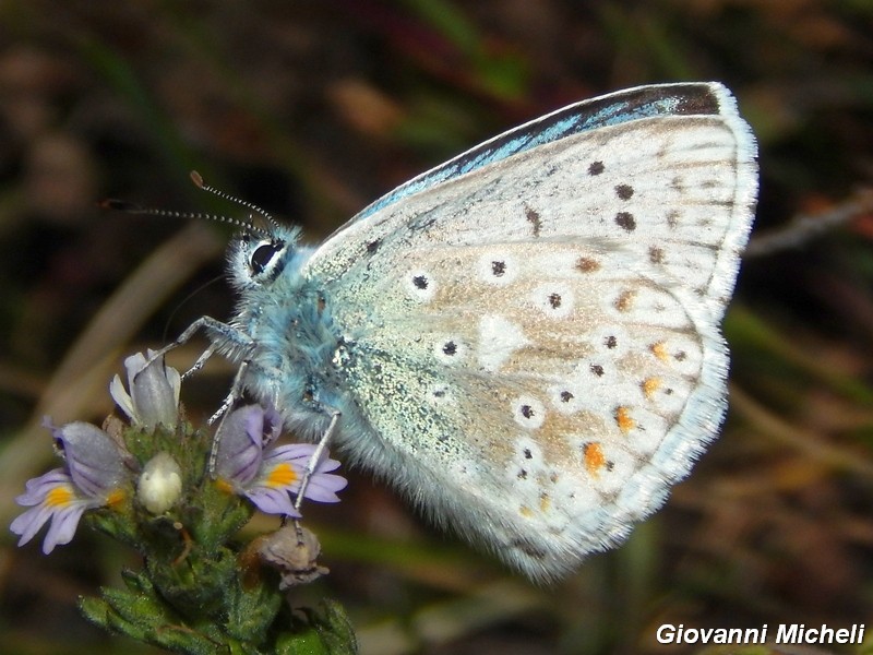 Lycaenidae da ID